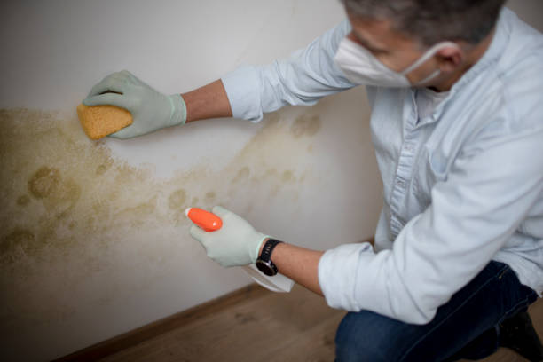 Best Attic Mold Removal  in Lyles, TN