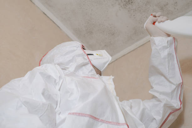 Best Toxic Mold Removal  in Lyles, TN