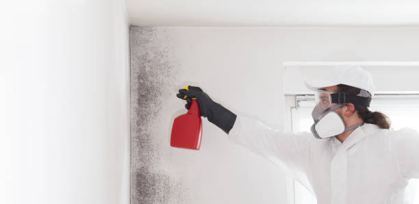 Best Mold Removal and Inspection  in Lyles, TN