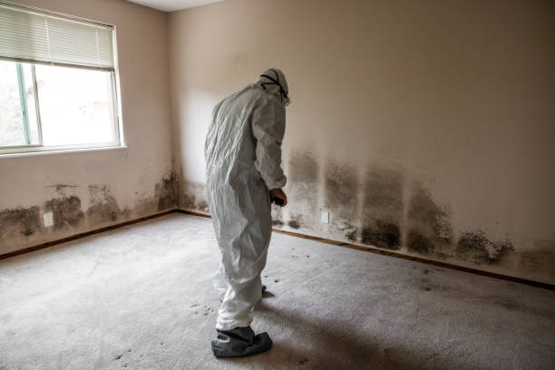 Mold Removal and Inspection in Lyles, TN
