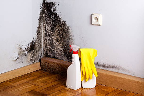 Best Certified Mold Removal  in Lyles, TN