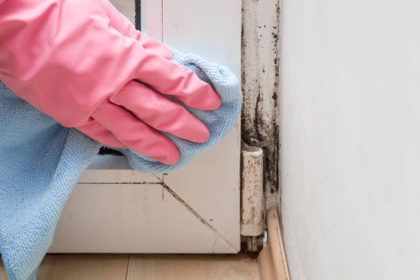 Best Residential Mold Removal  in Lyles, TN